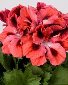 Red & Orange Geranium Flower seeds for Planting - Shade Tolerant, Heirloom & GMO Free Seeds for Home Garden
 
 Sale seeds for planting in home garden