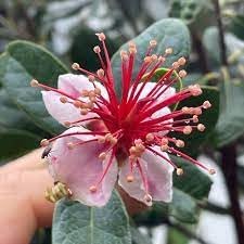 Feijoa Sellowiana Flower seeds for Planting - Easy to Grow, Heirloom & GMO Free Seeds for Home Garden
 
 Sale for planting in home garden.