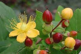 Heirloom Hypericum Flower seeds for Planting Hardy Variety Heirloom & GMO Free Seeds for Home Garden 
 
 Sale for planting in home garden