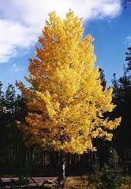 Quaking Aspen Flower seeds for Planting - Compact Growth, Heirloom & GMO Free Seeds for Home Garden
 
 Sale seeds for home garden