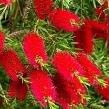 BottleBrush Flower seeds for Planting Compact Growth Heirloom & GMO Free Seeds for Home Garden 
 
 Sale for planting in home garden