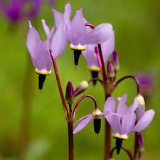 Purple Dodecatheon Flower seeds for Planting - Cut Flower Favorite, Heirloom & GMO Free Seeds for Home Garden
 
 Sale seeds for planting in home garden