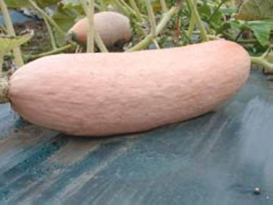 Pink Banana Squash Cucurbita maxima for planting in vegetable patch