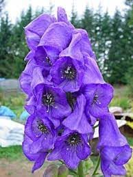 Eisenhut Flower seeds for Planting - Low Maintenance, Heirloom & GMO Free Seeds for Home Garden
 
 Sale for planting in home garden.