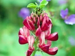 Hedysarum Coronarium Flower seeds for Planting - Vibrant Colors, Heirloom & GMO Free Seeds for Home Garden
 
 Sale for planting in home garden