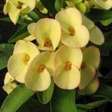 Euphorbia Milii Thorn Flower Seeds - White Mix For Easy Planting