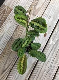 Maranta Leuconeura - Flower seeds for Planting - Compact Growth, Heirloom & GMO Free Seeds for Home Garden
 
 Sale for planting in home garden.