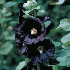 Heirloom Hollyhock Flower seeds for Planting Easy to Grow Heirloom & GMO Free Seeds for Home Garden 
 
 Sale for planting in home garden