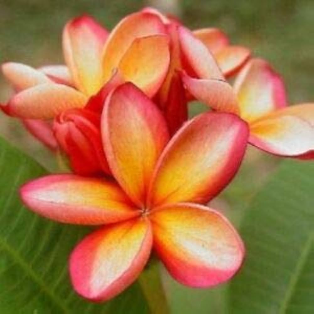 Orange Yellow Plumeria Flower Seeds for Fragrant, Tropical Blooms
