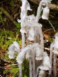 Monotropa Uniflora Indian Pipe Flower seeds for Planting - Shade Tolerant, Heirloom & GMO Free Seeds for Home Garden
 
 Sale seeds for home garden