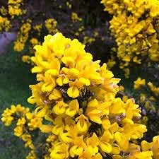 Gorse Ulex Europaeus Flower seeds for Planting - Perfect for Borders, Heirloom & GMO Free Seeds for Home Garden
 
 Sale seeds for home garden
