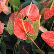 Anthurium Linden Araceae Seeds For Planting - Orange & Green Foliage Flower