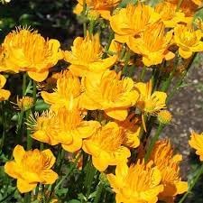 Trollius Flower seeds for Planting - Premium Quality, Heirloom & GMO Free Seeds for Home Garden
 
 Sale seeds for planting in home garden