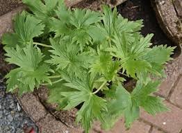 Coral Bells Heuchera Flower seeds for Planting - Wildflower Mix, Heirloom & GMO Free Seeds for Home Garden
 
 Sale seeds for home garden