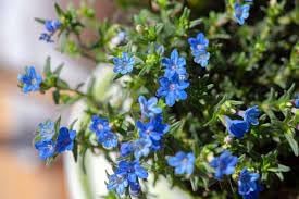 Heirloom Lithodora Flower seeds for Planting Compact Growth Heirloom & GMO Free Seeds for Home Garden 
 
 Sale for planting in home garden