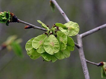 Ulmus Rubra Tree Seeds - Premium Planting For Hardy Elm Growth