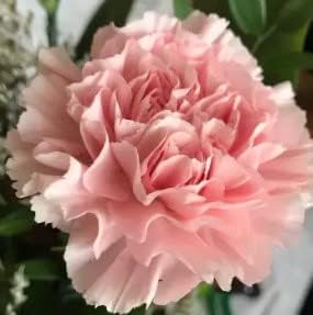 Gray Phalaenopsis Orchid Flower Seeds for Garden Seasonal Bloomer Heirloom & GMO Free Seeds for Home Garden
 
 Sale for planting in home garden