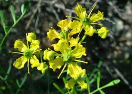 Ruta Graveolens Flower seeds for Planting Fragrant Blossoms Heirloom & GMO Free Seeds for Home Garden 
 
 Sale for planting in home garden