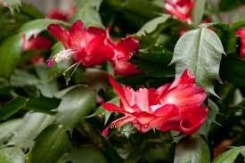 Red Schlumbergera Flower seeds for Planting - Long Bloom Season, Heirloom & GMO Free Seeds for Home Garden
 
 Sale seeds for home garden