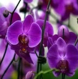 Violet Butterfly Orchid Flower seeds for Planting - Colorful Display, Heirloom & GMO Free Seeds for Home Garden
 
 Sale seeds for planting in home garden