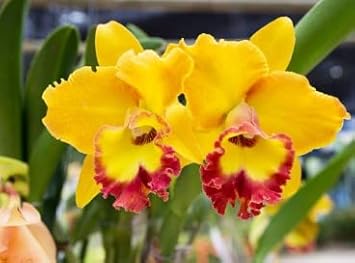 Yellow Red Cattleya Flower seeds for Planting - Long Bloom Season, Heirloom & GMO Free Seeds for Home Garden
 
 Sale seeds for planting in home garden