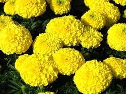 Chrysanthemum Marigold Flower seeds for Planting Bright Blooms Heirloom & GMO Free Seeds for Home Garden
Sale for planting in home garden