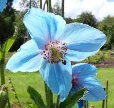 Meconopsis Betonicifolia Flower seeds for Planting Pollinator Friendly Heirloom & GMO Free Seeds for Home Garden 
 
 Sale for planting in home garden