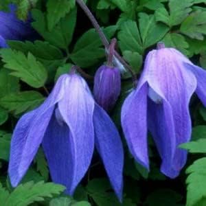 Blue (Blue Clematis) seeds for planting in home garden