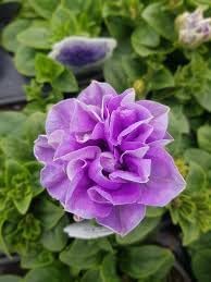 Floribunda Flower seeds for Planting - Sun Loving, Heirloom & GMO Free Seeds for Home Garden
 
 Sale seeds for home garden