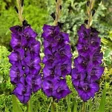 Black Rare Rose Flower Seeds for Planting Cut Flower Favorite Heirloom & GMO Free Seeds for Home Garden
 
 Sale for planting in home garden