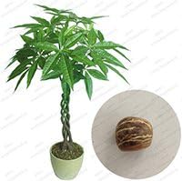 Majestic Green Braid Pachira Tree Seeds For Easy Planting