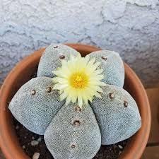 Astrophytum Flower seeds for Planting Cottage Garden Essential Heirloom & GMO Free Seeds for Home Garden 
 
 Sale for planting in home garden