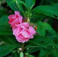 Pink Balsamine Flower seeds for Planting Easy to Grow Heirloom & GMO Free Seeds for Home Garden 
 
 Sale seeds for home garden planting