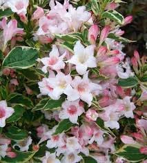 Horse Chestnut Flower seeds for Planting Compact Growth Heirloom & GMO Free Seeds for Home Garden 
 
 Sale for planting in home garden