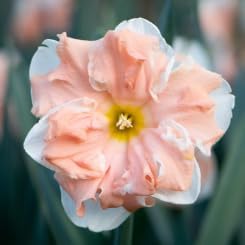 Daffodil Seeds Peach | Easy-To-Grow Perennial Flowers Flower