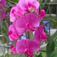Heirloom Sweet Pea Flower seeds for Planting Cottage Garden Essential Heirloom & GMO Free Seeds for Home Garden 
 
 Sale for planting in home garden