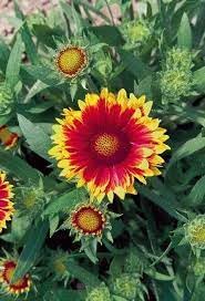 Arizona Flower seeds for Planting - Seasonal Bloomer, Heirloom & GMO Free Seeds for Home Garden
 
 Sale for planting in home garden