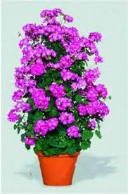 Violet Climbing Geranium Flower Seeds for Planting, Heirloom Non-GMO Organic Garden Seeds
 
 Sale seeds for home garden