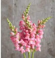 Gray White Rose Flower Seeds for Planting Pollinator Friendly Heirloom & GMO Free Seeds for Home Garden
 
 Sale for planting in home garden