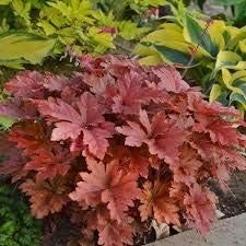 Brown Red Hibiscus Flower Seeds – Premium Quality Heirloom & NonGMO Seeds for Home Garden
 
 Sale for planting in home garden