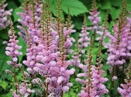 Astilbe Pumila Seeds For Planting In Shade Gardens Flower