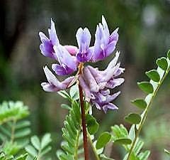 Purple Astragalus Flower seeds for Planting - Drought Tolerant, Heirloom & GMO Free Seeds for Home Garden
 
 Sale for planting in home garden.