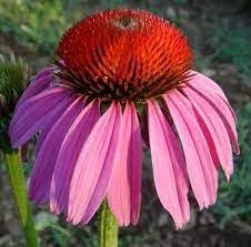 Heirloom ConeFlower seeds for Planting Long Bloom Season Heirloom & GMO Free Seeds for Home Garden 
 
 Sale for planting in home garden