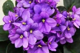 Futaba Violet Flower seeds for Planting - Cottage Garden Essential, Heirloom & GMO Free Seeds for Home Garden
 
 Sale for planting in home garden