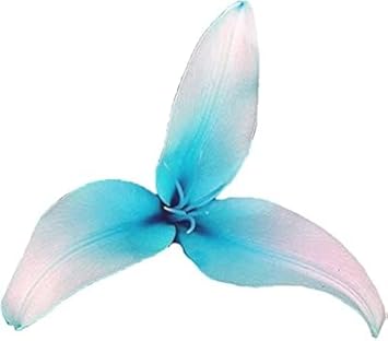 Light Pink Primula Malacoides Flower Seeds – Seasonal Bloomer Heirloom & NonGMO Seeds for Home Garden
 
 Sale for planting in home garden