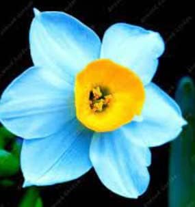 Blue Yellow Narcissus Flower seeds for Planting - Easy to Grow, Heirloom & GMO Free Seeds for Home Garden
 
 Sale for planting in home garden