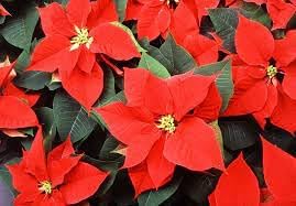 Poinsettia Flower seeds for Planting Easy to Grow Heirloom & GMO Free Seeds for Home Garden 
 
 Sale for planting in home garden