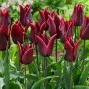 Elegant Maroon Tulip Seeds For Planting Flower