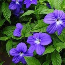 Heirloom Browallia Flower seeds for Planting Fragrant Blossoms Heirloom & GMO Free Seeds for Home Garden 
 
 Sale for planting in home garden