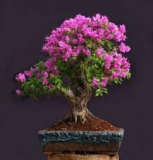 Lagerstroemia Indica Crape Flower seeds for Planting Cottage Garden Essential Heirloom & GMO Free Seeds for Home Garden 
 
 Sale for planting in home garden